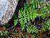 Brittle Bladder-Fern (Cystopteris fragilis)